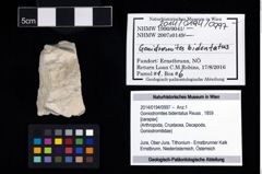 Foto (Objekt + Etikett) von Goniodromites bidentatus (Reuss, 1859)  (NHMW-GEO-2014-0194-0997)